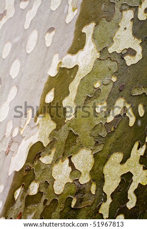Camouflage tree texture