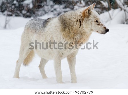 White wolf standing in the snow
