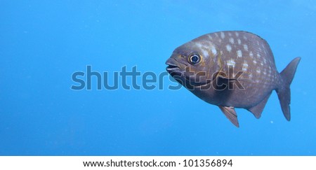 Underwater shoot of a funny fish with open mouth fining in blue clear water