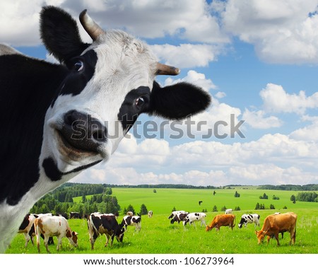Funny cow looking to a camera with green rural meadow on the background