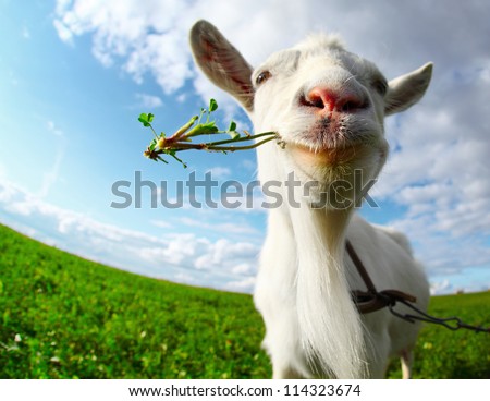 Portrait Of A Goat Eating A Grass On A Green Meadow