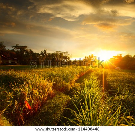 Sunset over rice field. Ubud, Bali