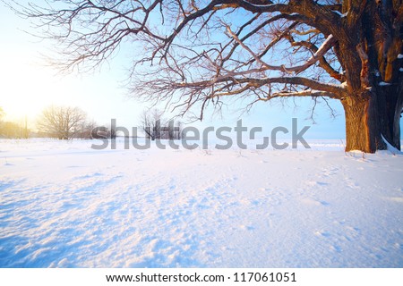 Big oak tree  in a winter snowy field
