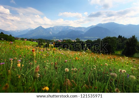 Alpine meadow with flowers and mountains on the horizon