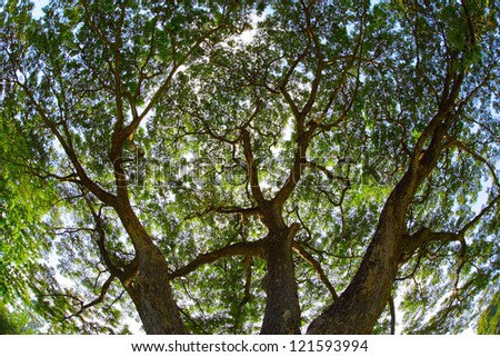 Bottom view of a huge tree with leaves.