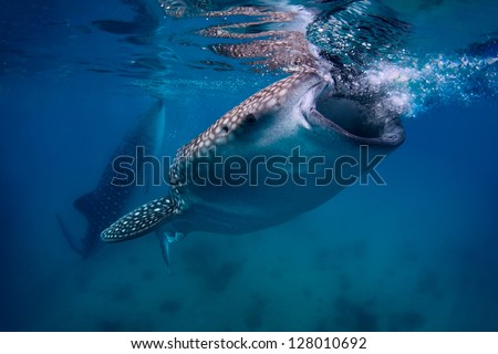 Underwater shoot of a gigantic whale sharks ( Rhincodon typus) feeding near surface
