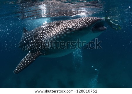 Underwater shoot of a gigantic whale shark with young lady snorkeling behind it (right, near mouth)