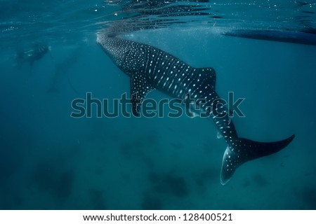 Underwater shoot of a gigantic whale shark ( Rhincodon typus) feeding near surface