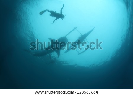 Underwater shoot of a gigantic whale shark gliding in a depth and snorkeler on a surface