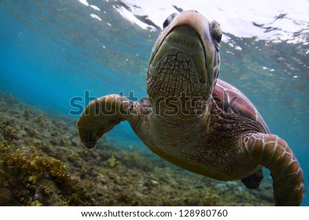 Underwater close up shoot of a sea turtle (Chelonioidea) looking to a camera