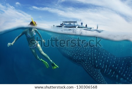 Young lady snorkeling in tropical sea with gigantic whale shark ( Rhincodon typus)