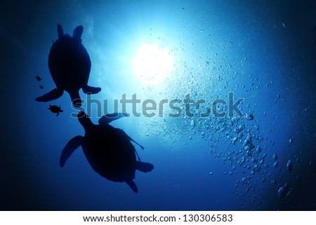 Collage Of Underwater World With Sea Turtle Family Swimming In The Depth