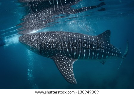Gigantic whale shark (Rhincodon typus) feeding near surface