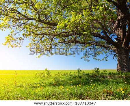 Spring tree with fresh green leaves on a blooming meadow