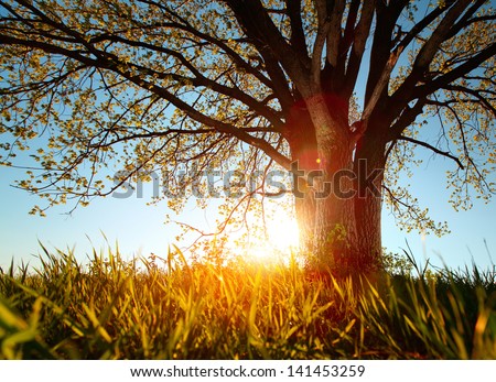 Spring Tree In A Meadow With Grass At Sunset