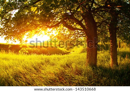 Summer meadow with lush grass and trees