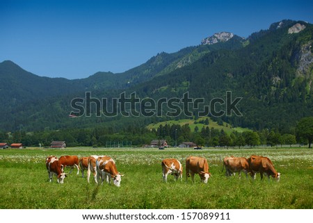 Cows grazing on a green Alpine meadow in a sunny day