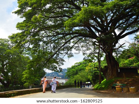 Big tree on the street in the city of Kandy, Sri Lanka