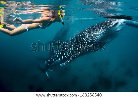 Young Lady Snorkeling With Whale Shark