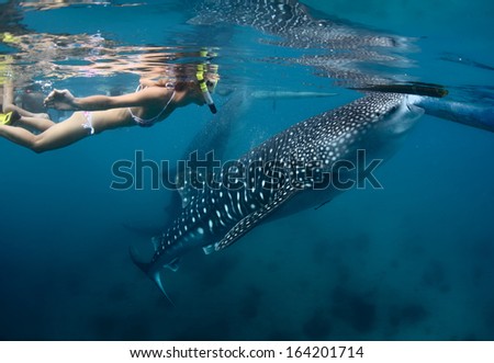 Young lady snorkeling with whale shark