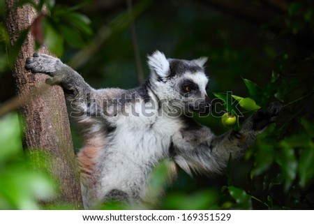 Ring tailed lemur eating fruits in a forest. Madagascar
