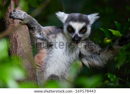 Ring tailed lemur eating fruits in a forest. Madagascar