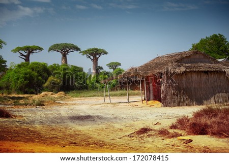 Yard and traditional Malagasy house on a dry land with baobabs on the background. Madagascar