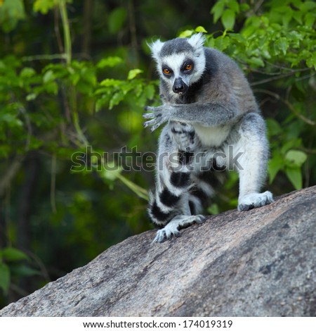 Ring tailed lemur (Lemur Catta) cleaning its tail in a forest. Madagascar