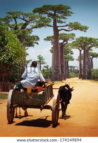 Zebu cart on a dry road leading through baobab alley. Madagascar. Focus on trees, cart is blurred