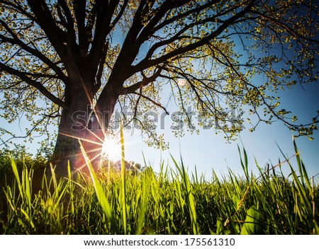 Spring tree on the green lush meadow at sunny day