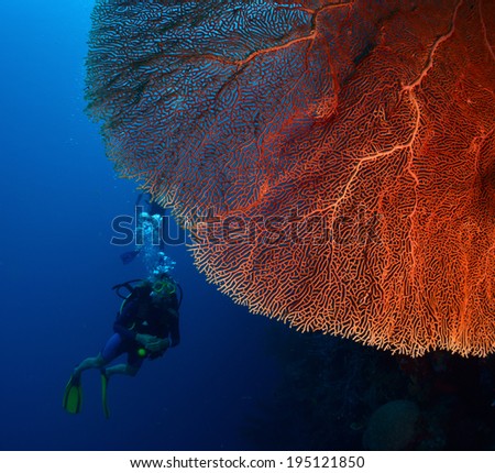 Diver in the depth near the huge red coral.