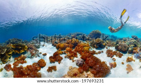 Young lady snorkeling over vivid coral reefs in a tropical sea