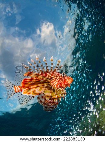 Lion fish swimming over coral reef. Red Sea. Egypt