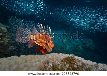 Red lion fish swimming over coral reef surrounded its prey - school of tiny fish. Red Sea. Egypt