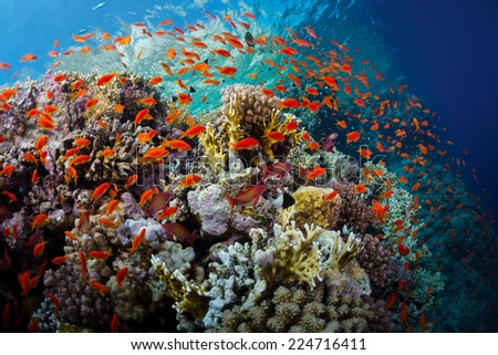 Coral reefs with tiny fish in the Ras Muhammad National Park. Egypt