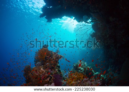 Underwater shot of the coral reef in Ras Muhammad National Park, Egypt
