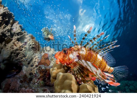Lion fish underwater shot