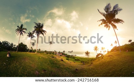 Panorama of the garden with palm trees on the coast. Sri Lanka