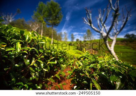 Tea plantation on the hill with trees at sunny day. Focus on the leaves on foreground