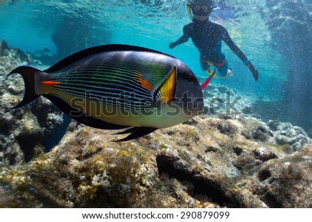 Lady watching bright colorful tropical fish in the tropical sea