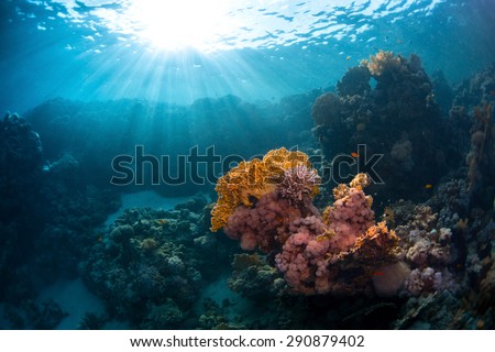 Underwater shot of the coral reef with bright corals. Red Sea, Egypt