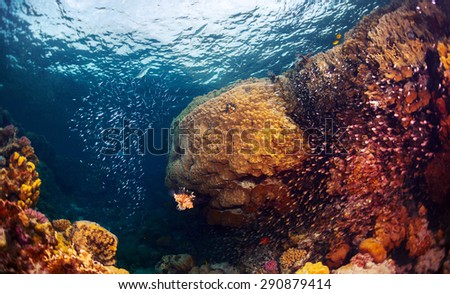 Underwater shot of the coral reef with fishes, predators and prey (big fish in the center is predator named Lion fish)