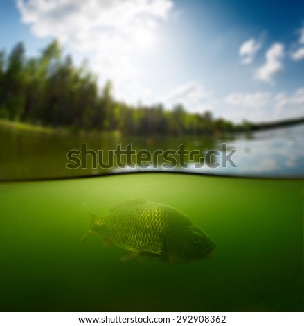 Split shot of the freshwater pond with forest above the surface and the fish (Carp of the family of Cyprinidae) underwater