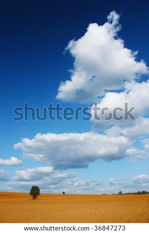 Alone tree on dry yellow land with blue sky and clouds