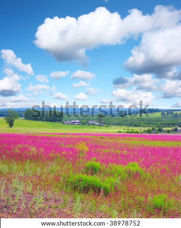 Meadow with wild pink flowers under blue sky with clouds
