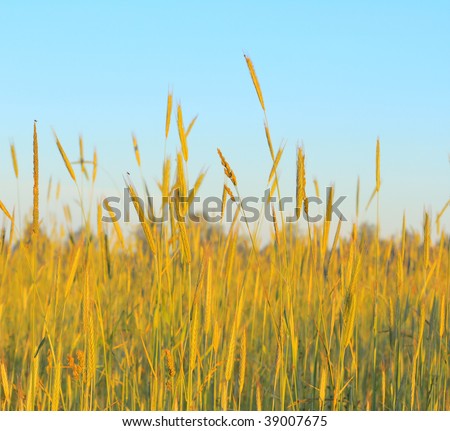 Yellow stems of wheat over blue sky background