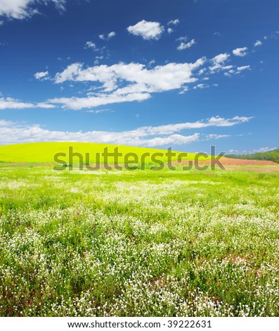Meadow with wild herbs and blue sky