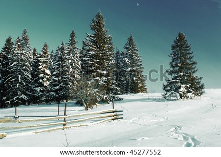 Winter forest with deep snow and fairy sky