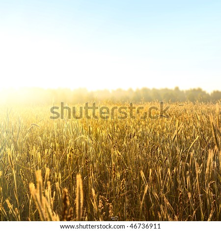 Sunrise over field with yellow wheat and clear blue sky