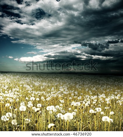 stock photo : Field with dandelions under storm clouds with rain